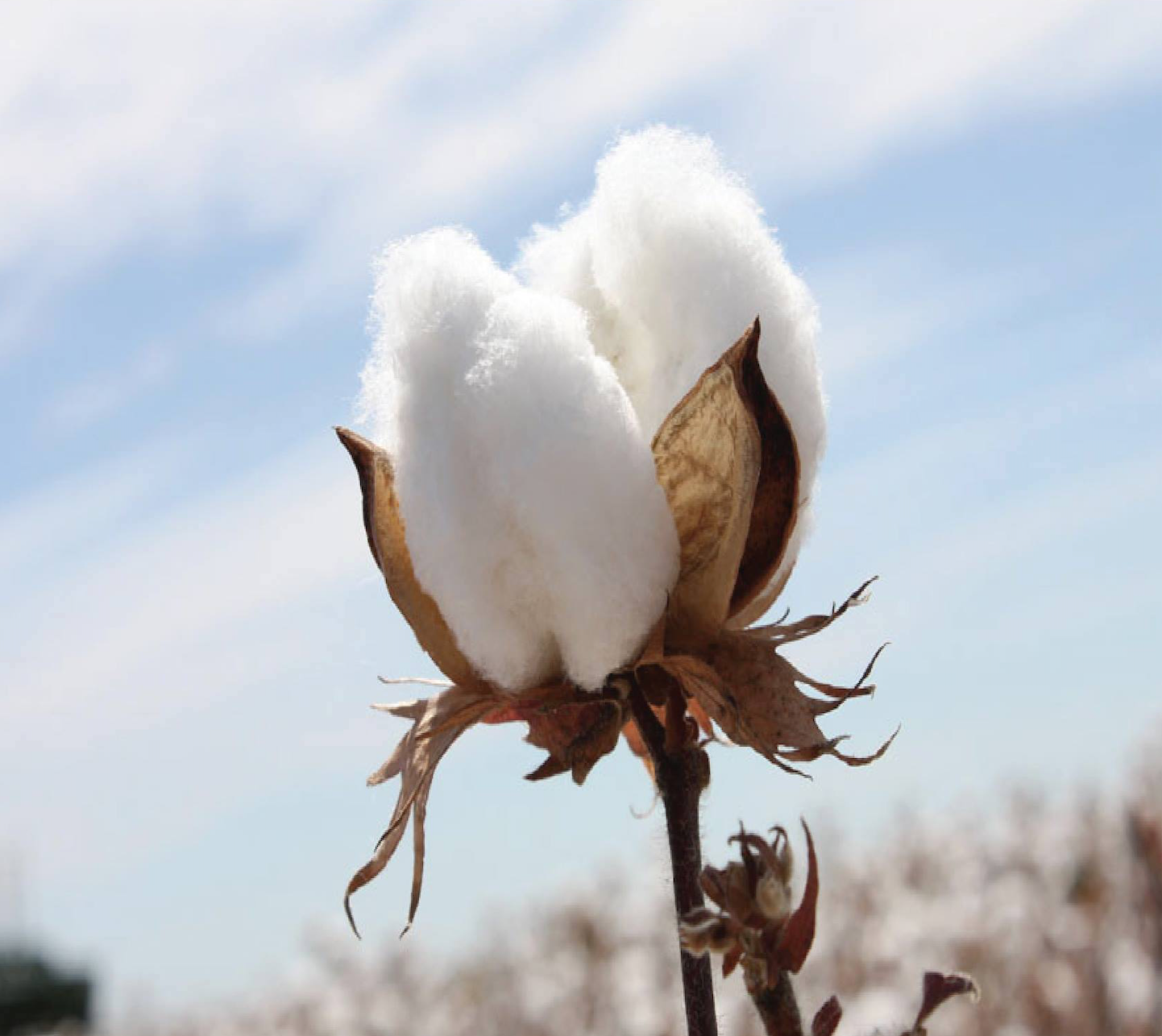 Cotton vs Combed Cotton: differences and benefits – Kolibri Socks