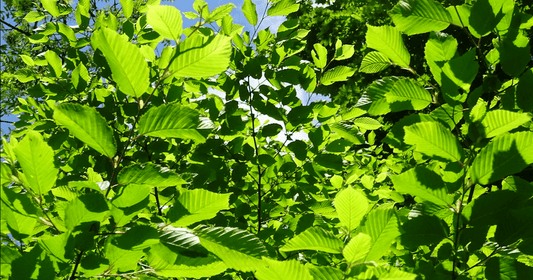 illustration feuilles de hêtre