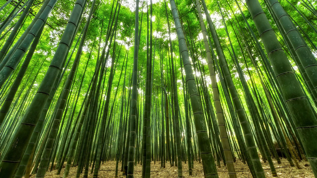 Le bambou pour lutter contre le changement climatique