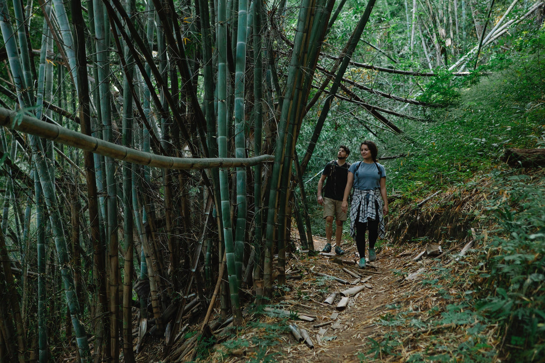illustration d'un couple se baladant dans une forêt de bambou